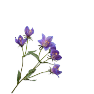 Campanula tak paars 62 cm