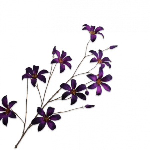 Clematis tak goud/paars 133 cm
