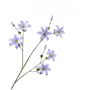 Clematis tak blauw 114 cm