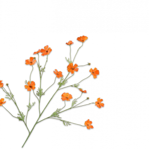 Cosmos tak oranje 104 cm
