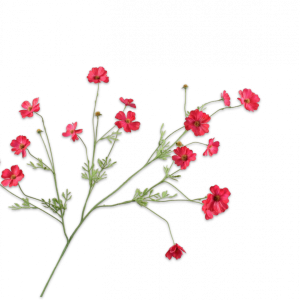 Cosmos tak beauty roze 104 cm