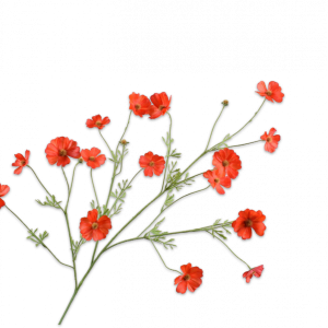 Cosmos tak oranje rood 104 cm