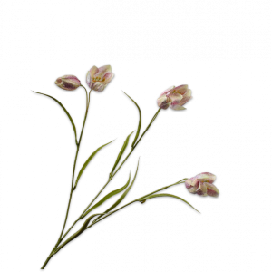 Fritillaria tak roze 64 cm