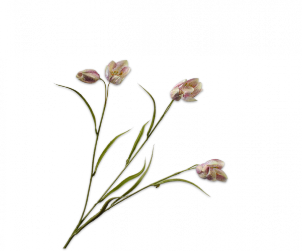 Fritillaria tak roze 64 cm