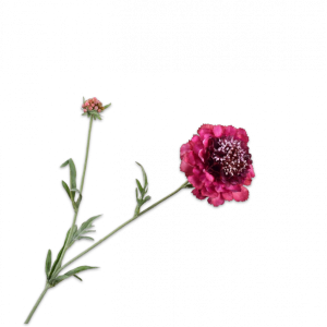 Scabiosa tak paars 71 cm