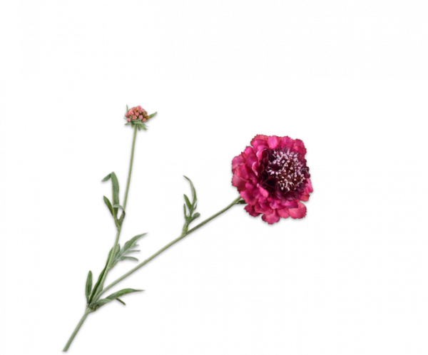 Scabiosa tak paars 71 cm