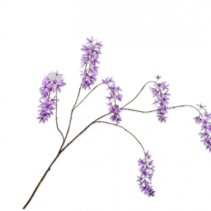 Wisteria tak paars 133 cm