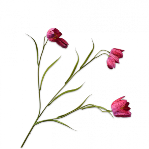Fritillaria Tak Beauty 64 cm