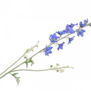 Delphinium Tak Blauw 101 cm
