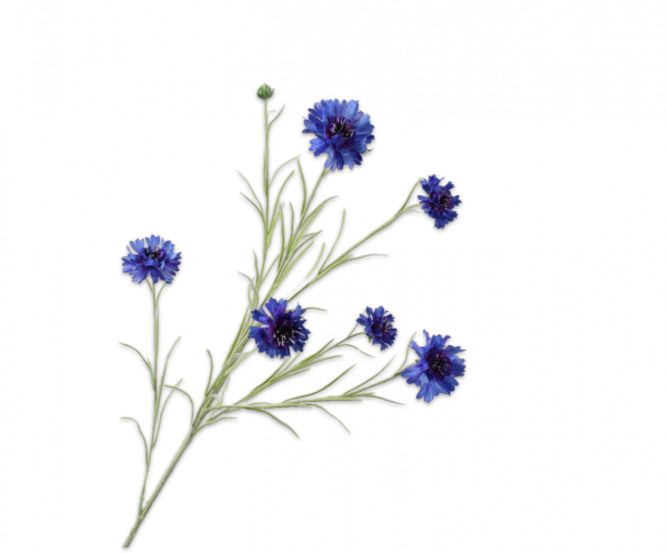 Korenbloem Tak Blauw 92 cm