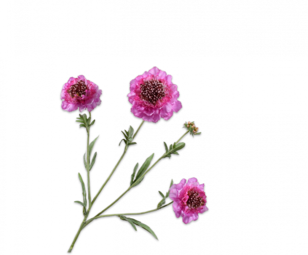 Scabiosa Tak Lila 80 cm