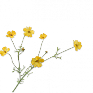 Cosmos Tak Geel 77 cm