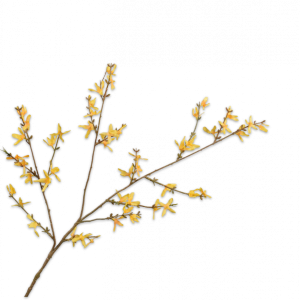 Forsythia Tak Geel 89 cm
