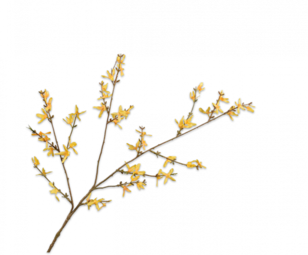 Forsythia Tak Geel 89 cm