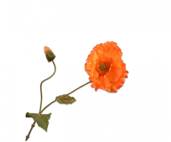 Klaproos Tak Oranje 67 cm