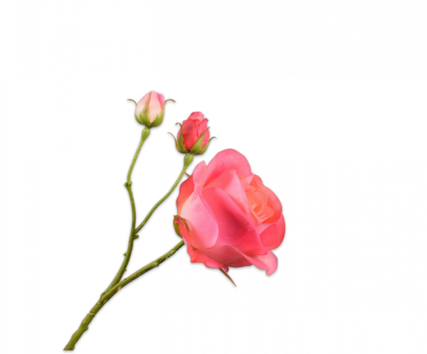 Roos Tak Roze 59 cm