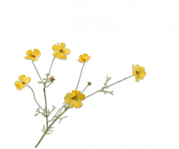 Set vaas met bloemen 'Sun' - Afbeelding 4