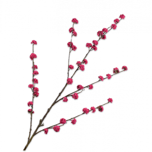 Callicarpa Tak Beauty 135 cm
