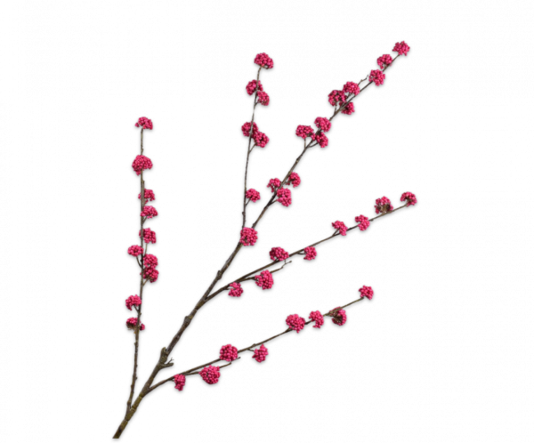 Callicarpa Tak Beauty 135 cm