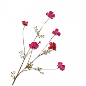 Cosmos Tak Beauty 77 cm