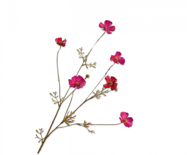 Cosmos Tak Beauty 77 cm