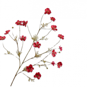 Cosmos Tak Rood 104 cm