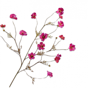 Cosmos Tak Beauty 104 cm
