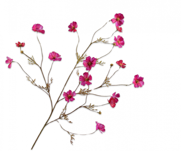 Cosmos Tak Beauty 104 cm