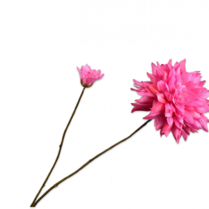 Dahlia Tak Roze 102 cm