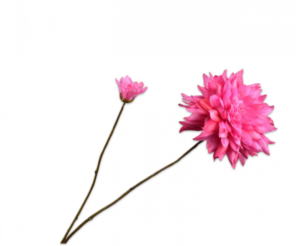 Dahlia Tak Roze 102 cm