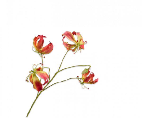 Gloriosa Tak Geel/Roze 89 cm