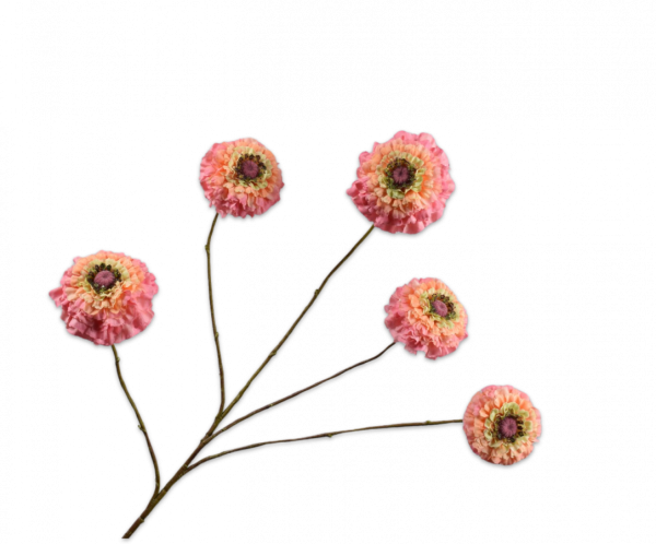 Zinnia Tak Perzik 91 cm